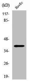 SFXN4 Antibody