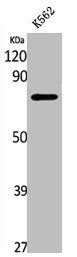 SIRT1 Antibody