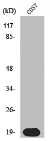 SKP1 Antibody