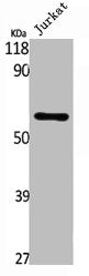 SMAD1 Antibody