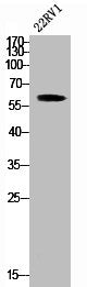 SMAD2 Antibody
