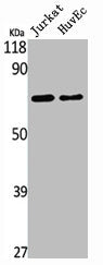 DCP1A Antibody