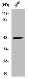 CKMT2 Antibody