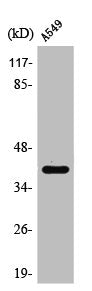 SFTPB Antibody