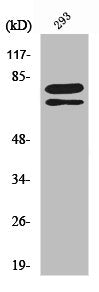 SF1 Antibody