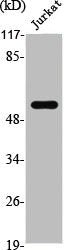 ZSCAN26 Antibody