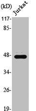 SRF Antibody