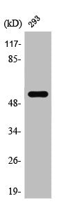 SRSF4 Antibody