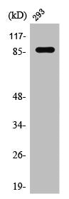 STAT1 Antibody