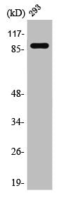 STAT5A Antibody