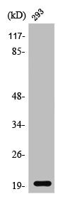 STMN3 Antibody