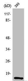 SUMO1 Antibody