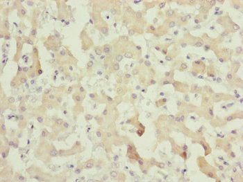 C8A Antibody