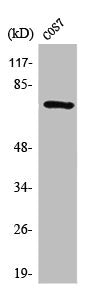 SYK Antibody