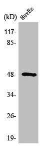 SYT13 Antibody