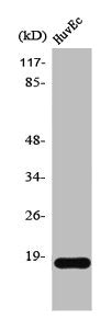 SNCA Antibody