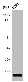 SNCG Antibody