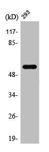TRAF3IP3 Antibody