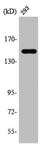 TNKS1BP1 Antibody