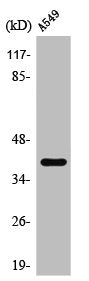 KCNK15 Antibody