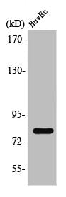MAPT Antibody