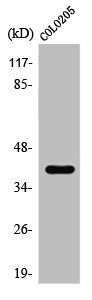 TBX1 Antibody