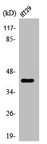 TBX10 Antibody