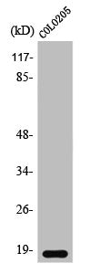 TCEAL1 Antibody