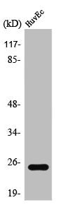 TCEAL6 Antibody