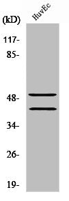 TCF7 Antibody
