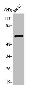 TESK2 Antibody