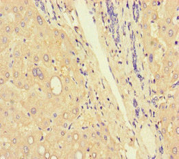 C9 Antibody