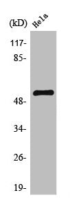 TFDP1 Antibody