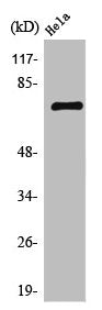 BRF1 Antibody