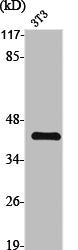 OXER1 Antibody