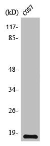 TGFA Antibody