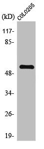 TH Antibody
