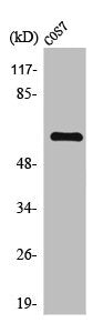 THAP4 Antibody