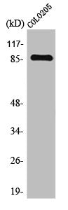 TLK2 Antibody