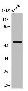 TMEM145 Antibody