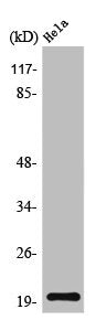 TOMM20 Antibody