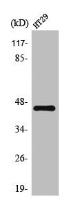 KCNK4 Antibody