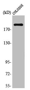 MED1 Antibody
