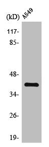 TACSTD2 Antibody