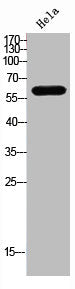 DCT Antibody