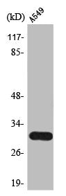PRSS3 Antibody