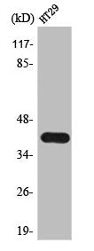 TSSK4 Antibody