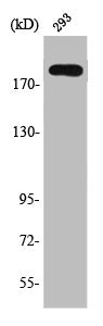 TSC2 Antibody