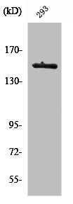 TYK2 Antibody