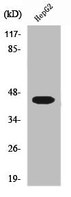 UBA5 Antibody